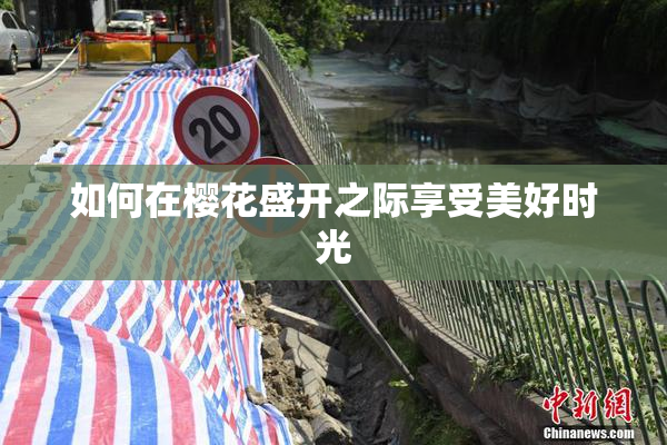 如何在樱花盛开之际享受美好时光