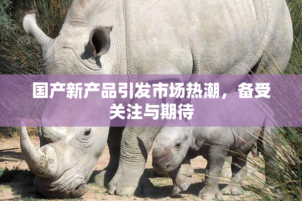 国产新产品引发市场热潮，备受关注与期待