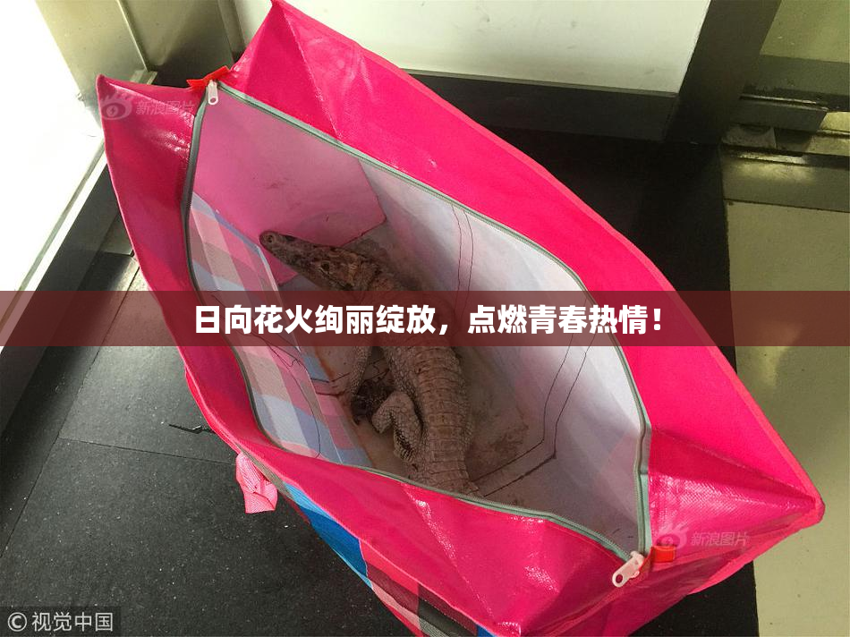 日向花火绚丽绽放，点燃青春热情！