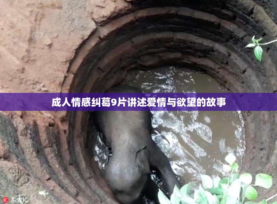 成人情感纠葛9片讲述爱情与欲望的故事