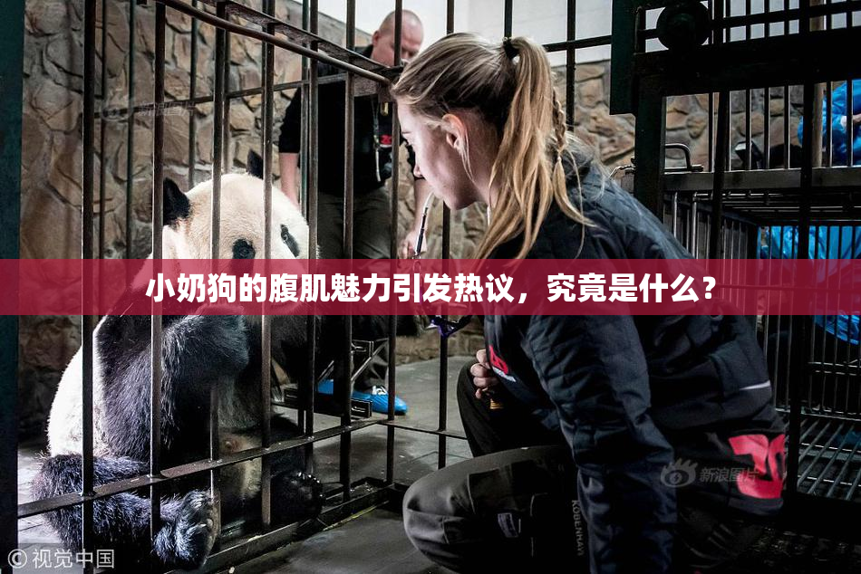 小奶狗的腹肌魅力引发热议，究竟是什么？