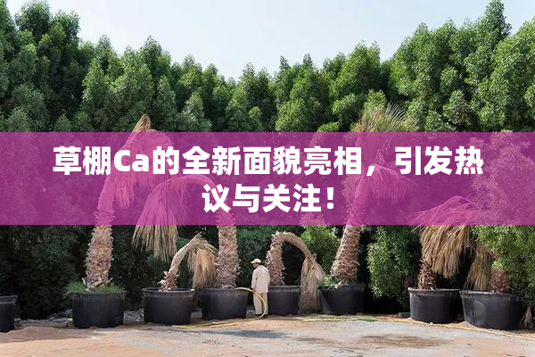 草棚Ca的全新面貌亮相，引发热议与关注！