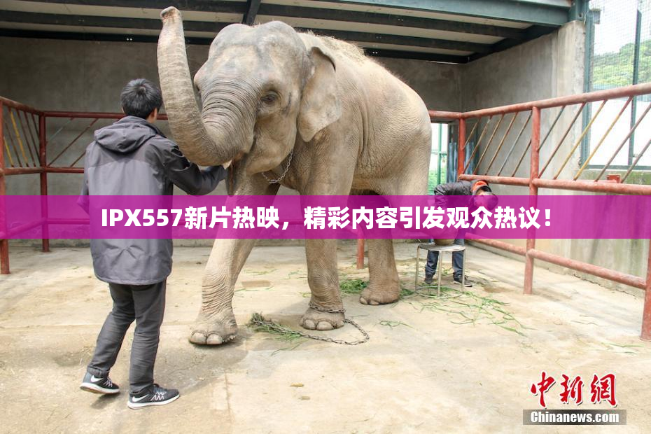 IPX557新片热映，精彩内容引发观众热议！