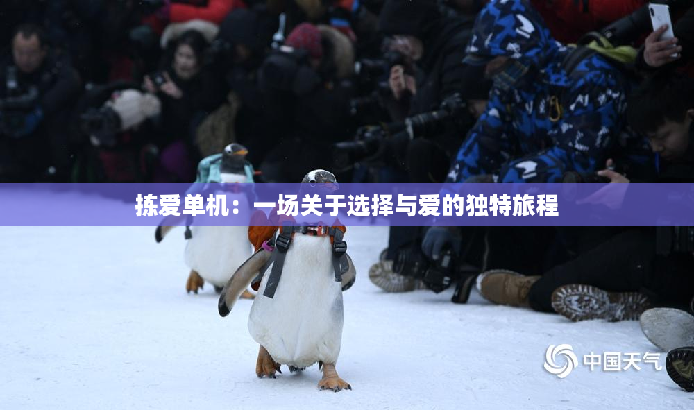 拣爱单机：一场关于选择与爱的独特旅程