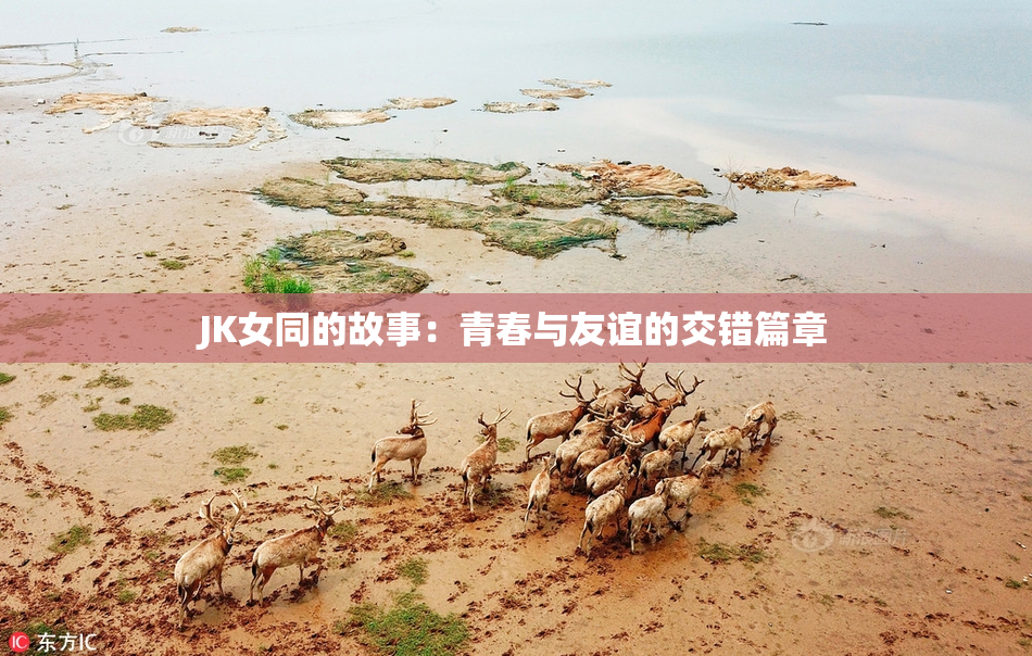 JK女同的故事：青春与友谊的交错篇章