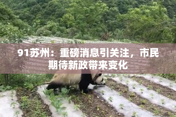91苏州：重磅消息引关注，市民期待新政带来变化