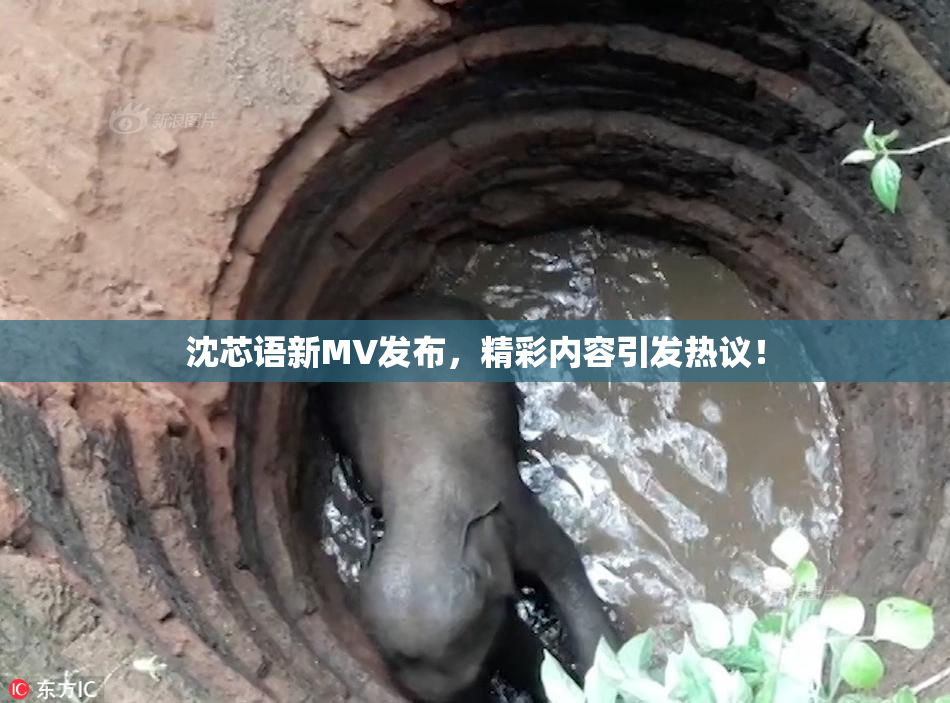 沈芯语新MV发布，精彩内容引发热议！