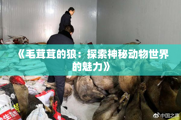 《毛茸茸的狼：探索神秘动物世界的魅力》