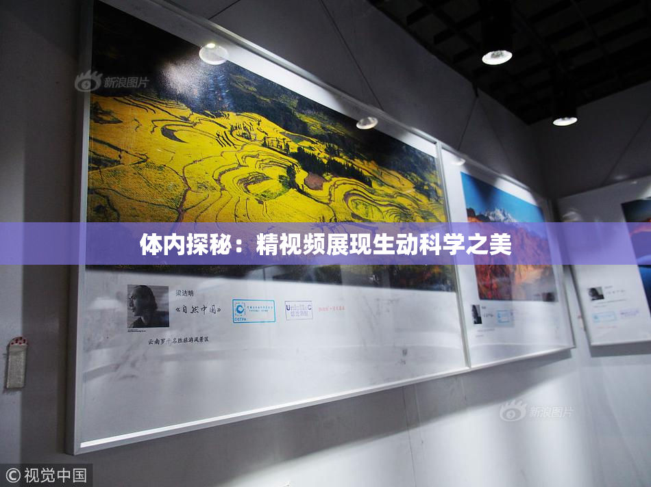 体内探秘：精视频展现生动科学之美