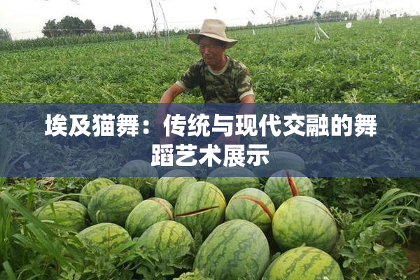 埃及猫舞：传统与现代交融的舞蹈艺术展示