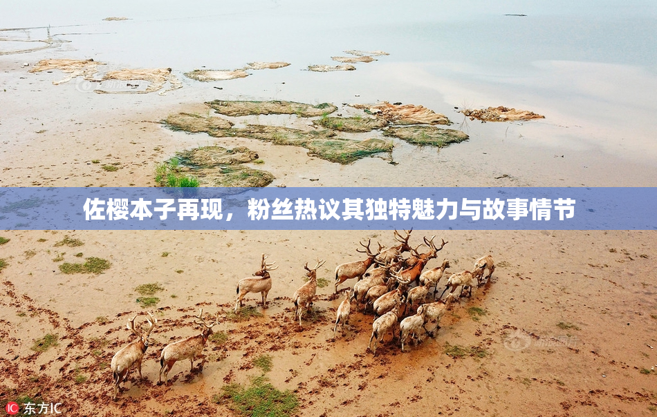佐樱本子再现，粉丝热议其独特魅力与故事情节