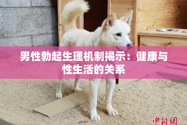 男性勃起生理机制揭示：健康与性生活的关系