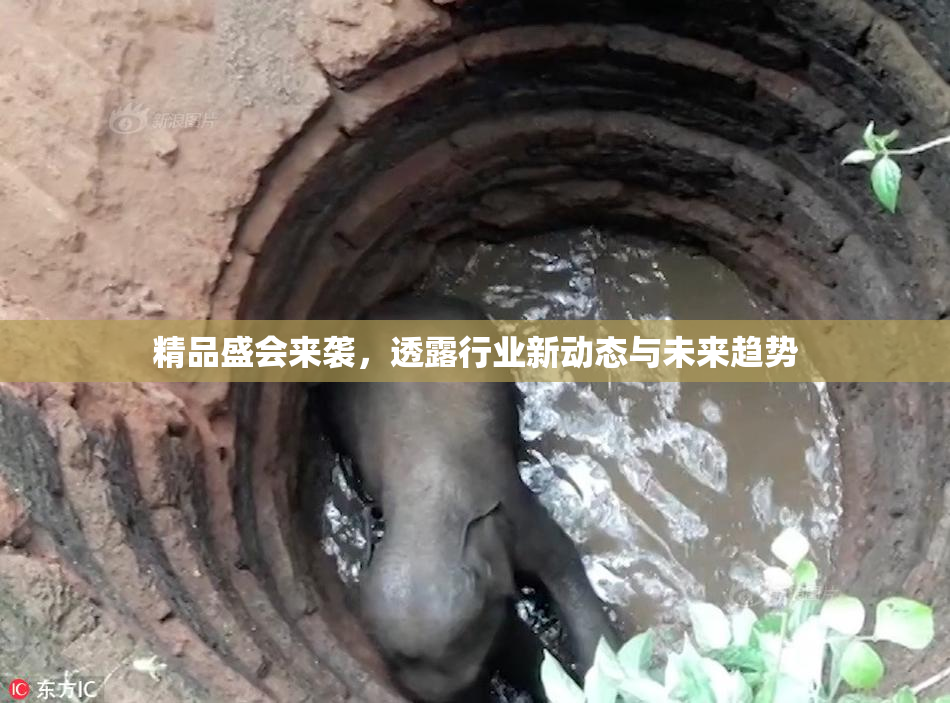 精品盛会来袭，透露行业新动态与未来趋势