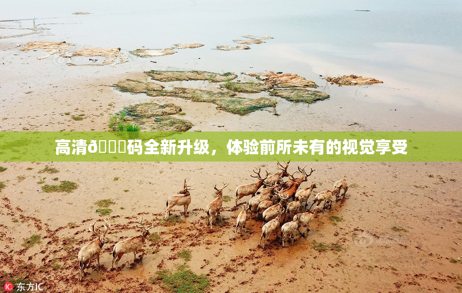 高清🈚码全新升级，体验前所未有的视觉享受