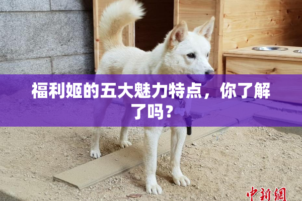 福利姬的五大魅力特点，你了解了吗？