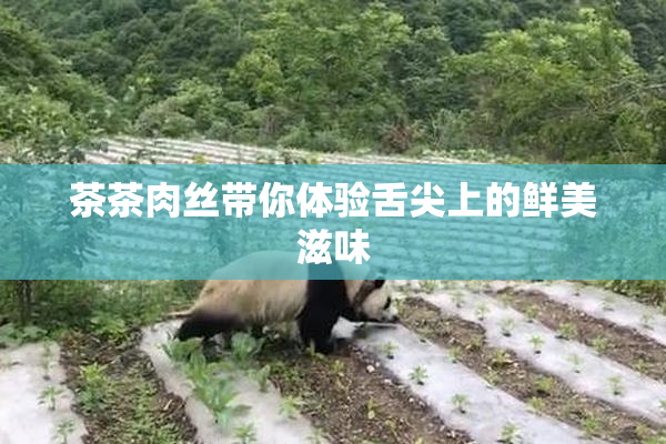 茶茶肉丝带你体验舌尖上的鲜美滋味