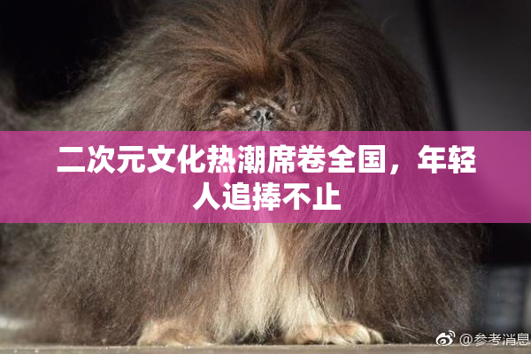 二次元文化热潮席卷全国，年轻人追捧不止