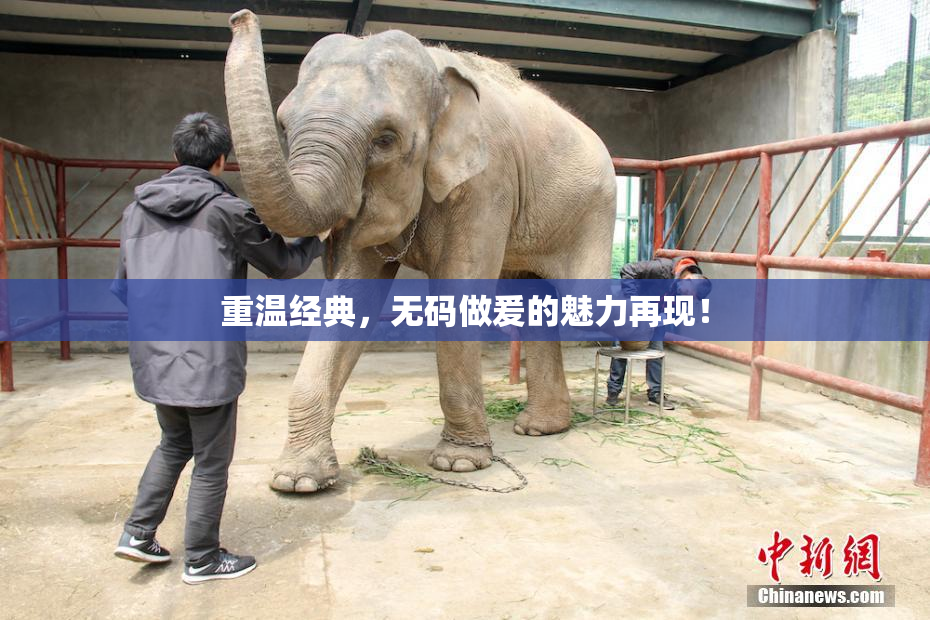 重温经典，无码做爰的魅力再现！