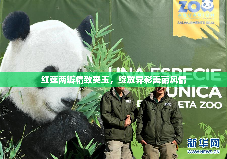 红莲两瓣精致夹玉，绽放异彩美丽风情