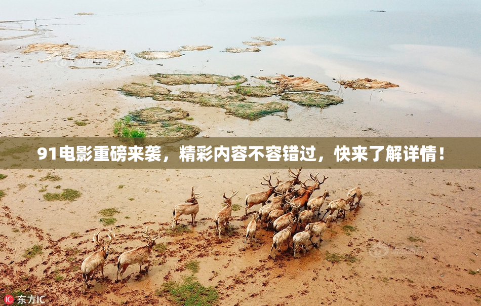 91电影重磅来袭，精彩内容不容错过，快来了解详情！