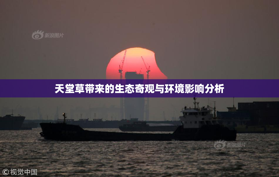 天堂草带来的生态奇观与环境影响分析
