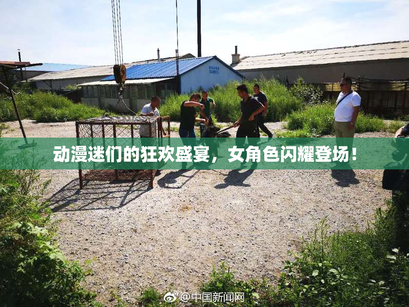 动漫迷们的狂欢盛宴，女角色闪耀登场！