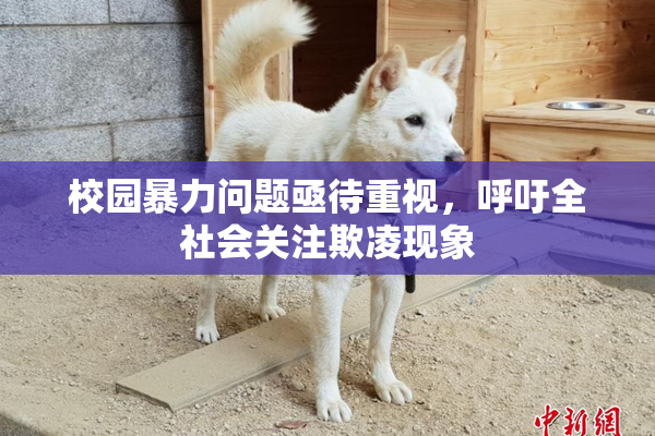 校园暴力问题亟待重视，呼吁全社会关注欺凌现象
