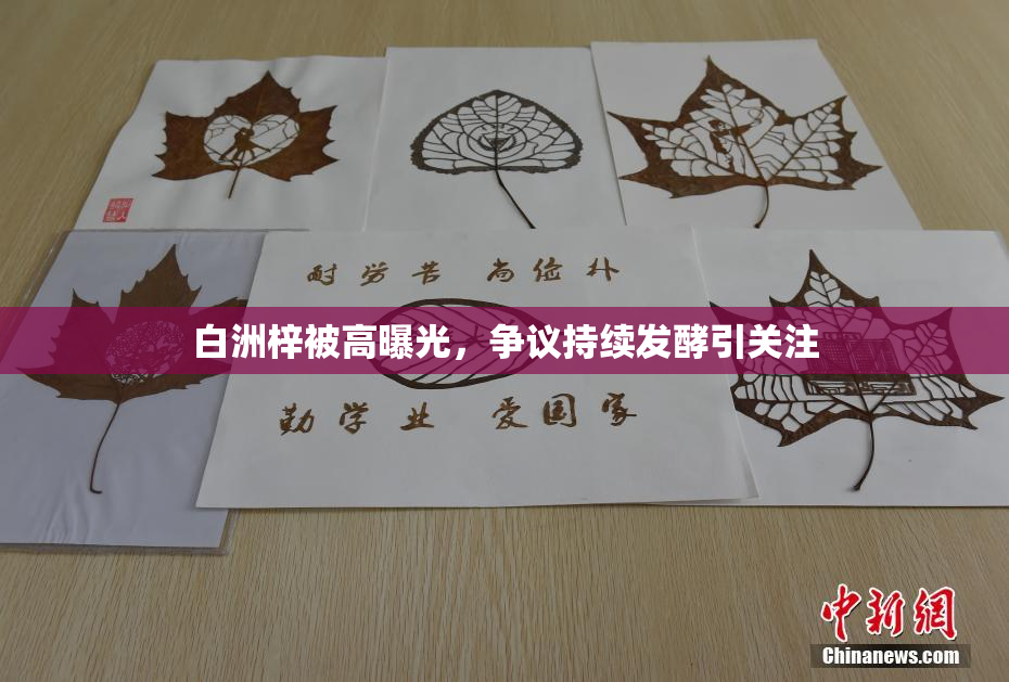 白洲梓被高曝光，争议持续发酵引关注