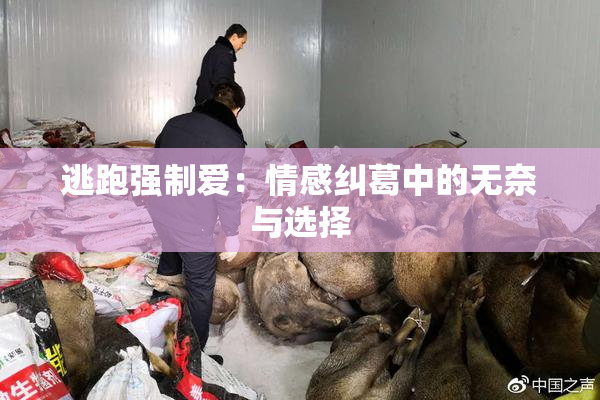 逃跑强制爱：情感纠葛中的无奈与选择