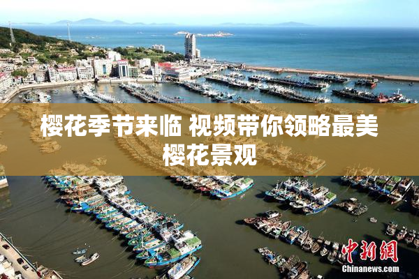 樱花季节来临 视频带你领略最美樱花景观