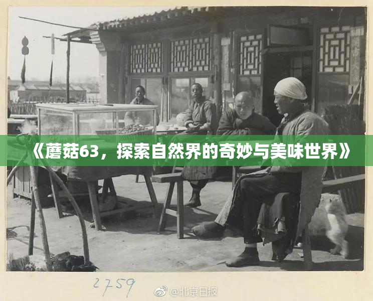 《蘑菇63，探索自然界的奇妙与美味世界》