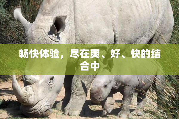 畅快体验，尽在爽、好、快的结合中