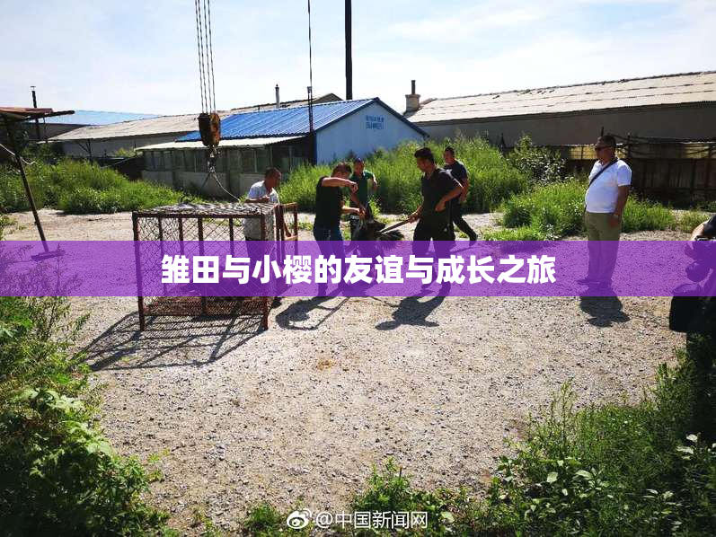 雏田与小樱的友谊与成长之旅