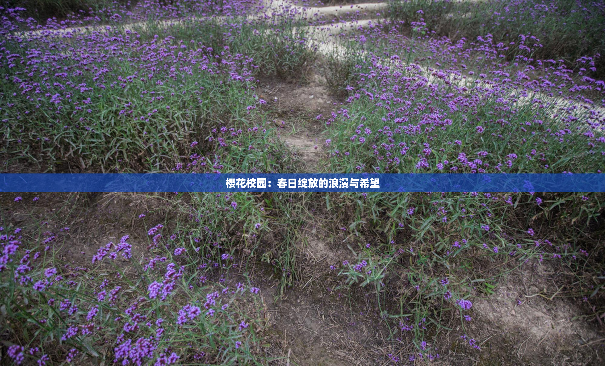 樱花校园：春日绽放的浪漫与希望