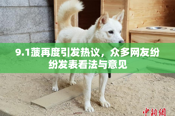 9.1菠再度引发热议，众多网友纷纷发表看法与意见