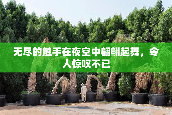 无尽的触手在夜空中翩翩起舞，令人惊叹不已