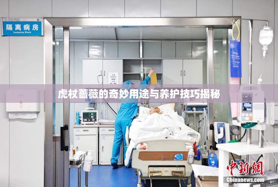 虎杖蔷薇的奇妙用途与养护技巧揭秘