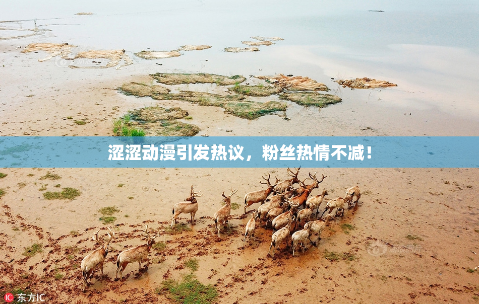 涩涩动漫引发热议，粉丝热情不减！