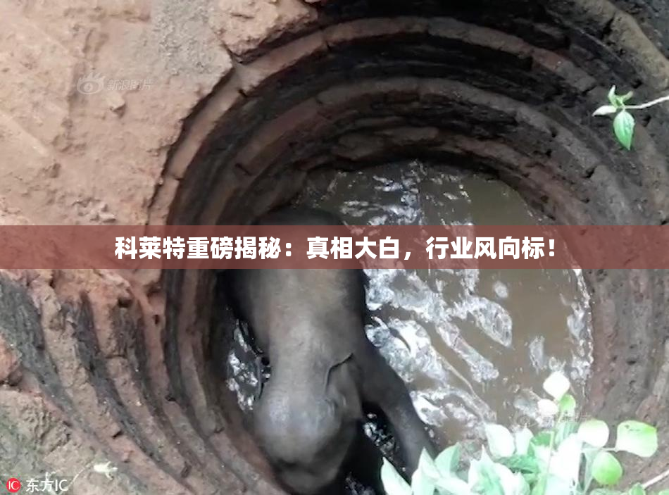 科莱特重磅揭秘：真相大白，行业风向标！