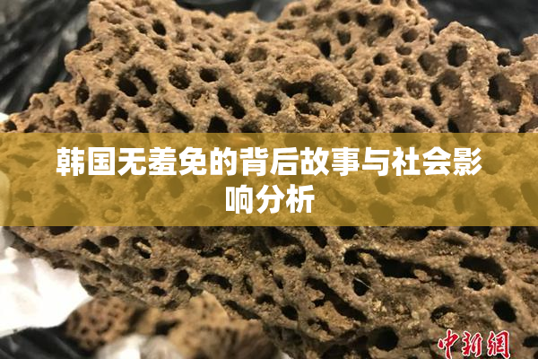 韩国无羞免的背后故事与社会影响分析