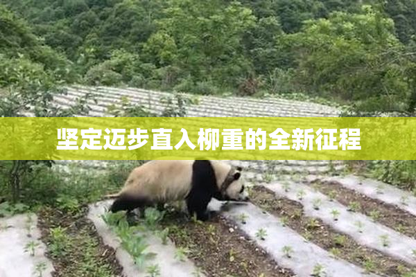坚定迈步直入柳重的全新征程