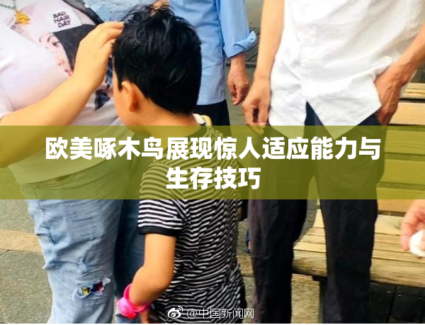 欧美啄木鸟展现惊人适应能力与生存技巧