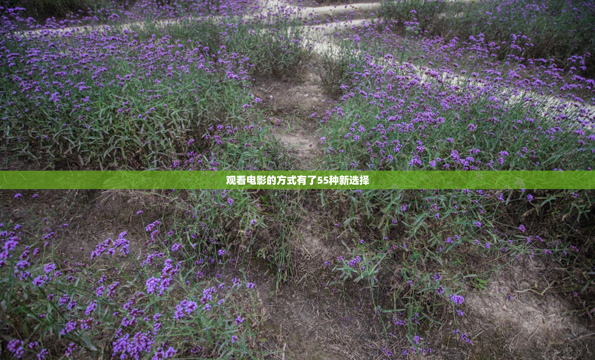 观看电影的方式有了55种新选择
