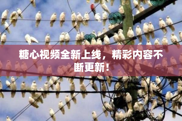 糖心视频全新上线，精彩内容不断更新！