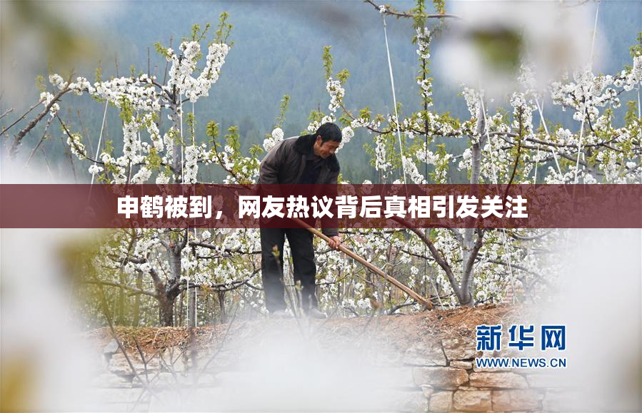 申鹤被到，网友热议背后真相引发关注