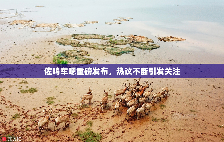 佐鸣车嗯重磅发布，热议不断引发关注