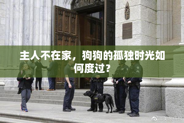 主人不在家，狗狗的孤独时光如何度过？