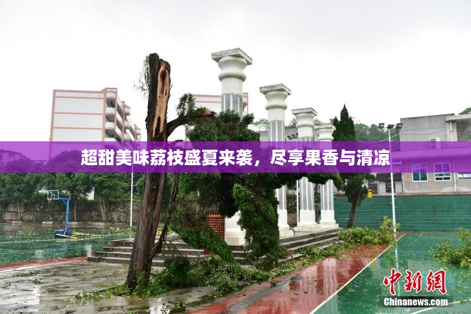 超甜美味荔枝盛夏来袭，尽享果香与清凉