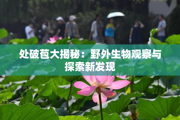 处破苞大揭秘：野外生物观察与探索新发现