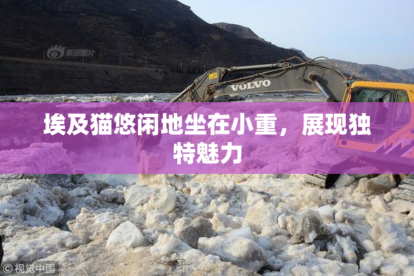 埃及猫悠闲地坐在小重，展现独特魅力